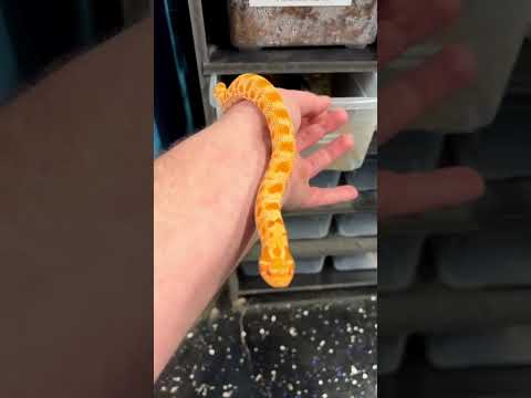 18K Gold Vermeil Hognose Snake Wrap Ring