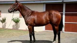Bel Esprit Yearling - Jason Warren Racing 2013