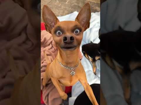 Vídeo: Desafio feio da camisola - para cães!