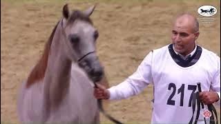 N.217 MASHHOOR AL SAAD - Doha International Arabian Horse Show 2023 - Yearling Colts (Class 4C).mp4