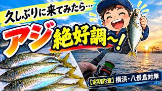 Regular Fishing Survey] Great-sized horse mackerel! Came back