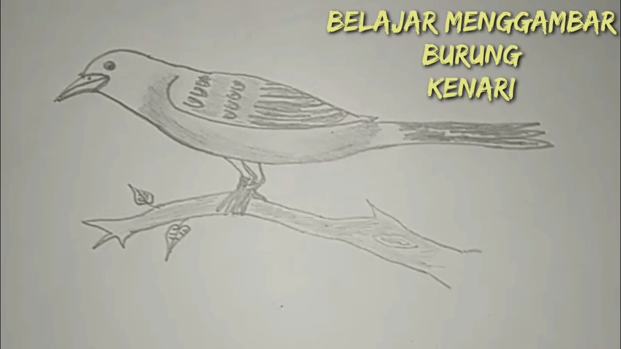 52+ Sketsa Gambar Burung Kenari HD Terbaru