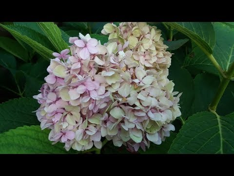 Videó: Egy Csodálatos Hortenzia. Téli Növényápolási Módszerek