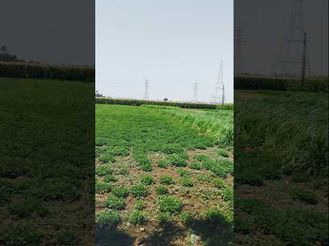 ماحلاها عيشة الفلاح متهني وباله مرتاح اشتراك بالقناة لايك اكسبلور
