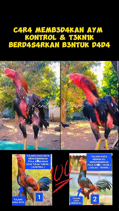 Ciri ciri membedakan ayam teknik & ayam kontrol #ayambangkok #ayamaduan #hobiayam