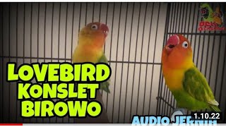 Masteran Lovebird Konslet || Birowo Milik H.Sigit