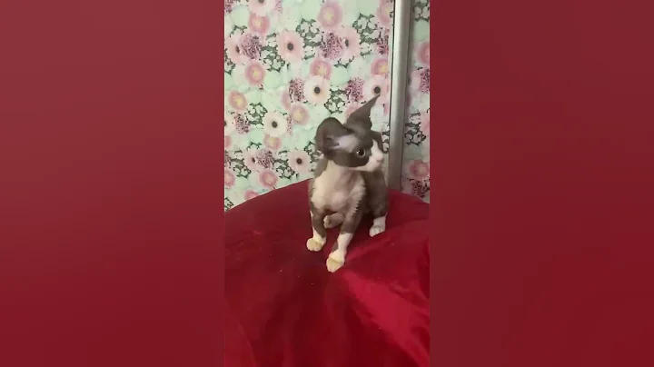 Video 6760091: devon rex girl, white devon rex