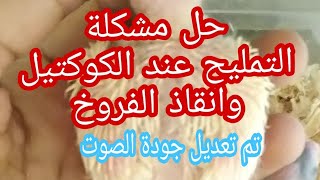 علاج التمليح عند الكوكتيل وإنقاذ الفروخ (تعريفه أسبابه أعراضه وطريقة العلاج)⁦