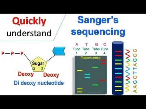 वीडियो: DNA अनुक्रमण में DdNTP का क्या कार्य है?