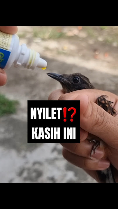 Pastikan dulu sebelum mengobati murai batu nyilet‼️ tips mengobati murai batu nyilet‼️