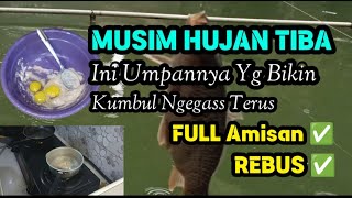 Umpan rebus super amis yang paling disukai ikan mas