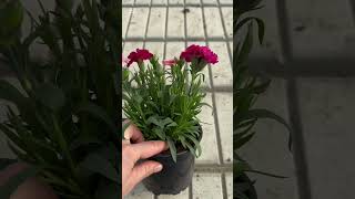 Гвоздика сортосерии «Оскар»