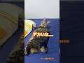 反応する猫　#shorts #cat #今日の夏目くん