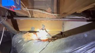 Crawl Space Heavily Infested with Mice