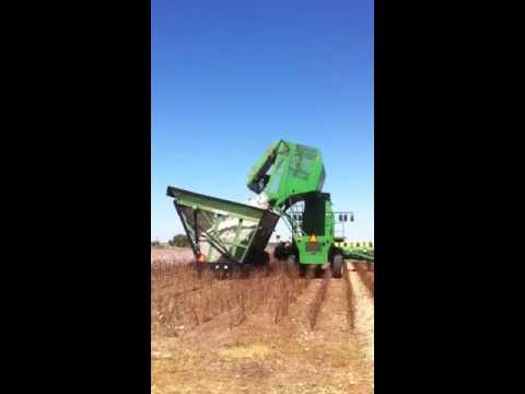 Boll buggy dumping