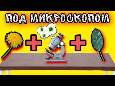 Вещи ПОД МИКРОСКОПОМ / Эксперимент / Жизнь под микроскопом / Предметы под микроскопом