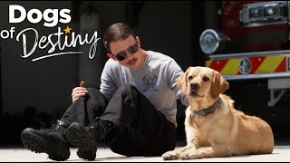 Chill Factor | Dogs of Destiny