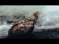 The Eagle Hide // Canon EOS R3