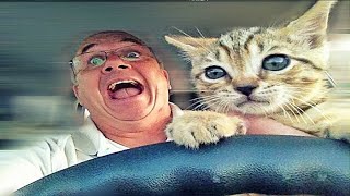 КОТЫ 2020 Смешные коты и котики, приколы с котов до слез – Смешные кошки – Funny Cats