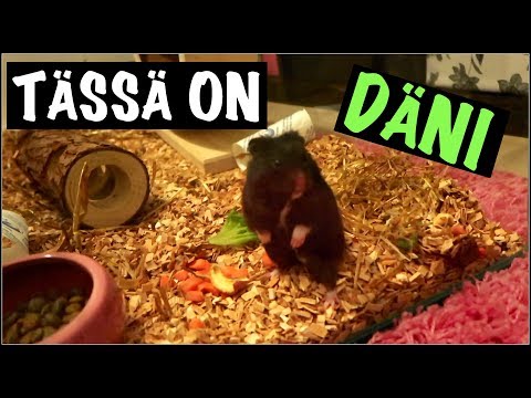 Video: Syyrian Hamsterin Pitäminen