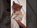 分かりやすいポメ柴ってなんでこんなにも愛おしいのだろうか #柴犬 #ポメ柴 #shorts