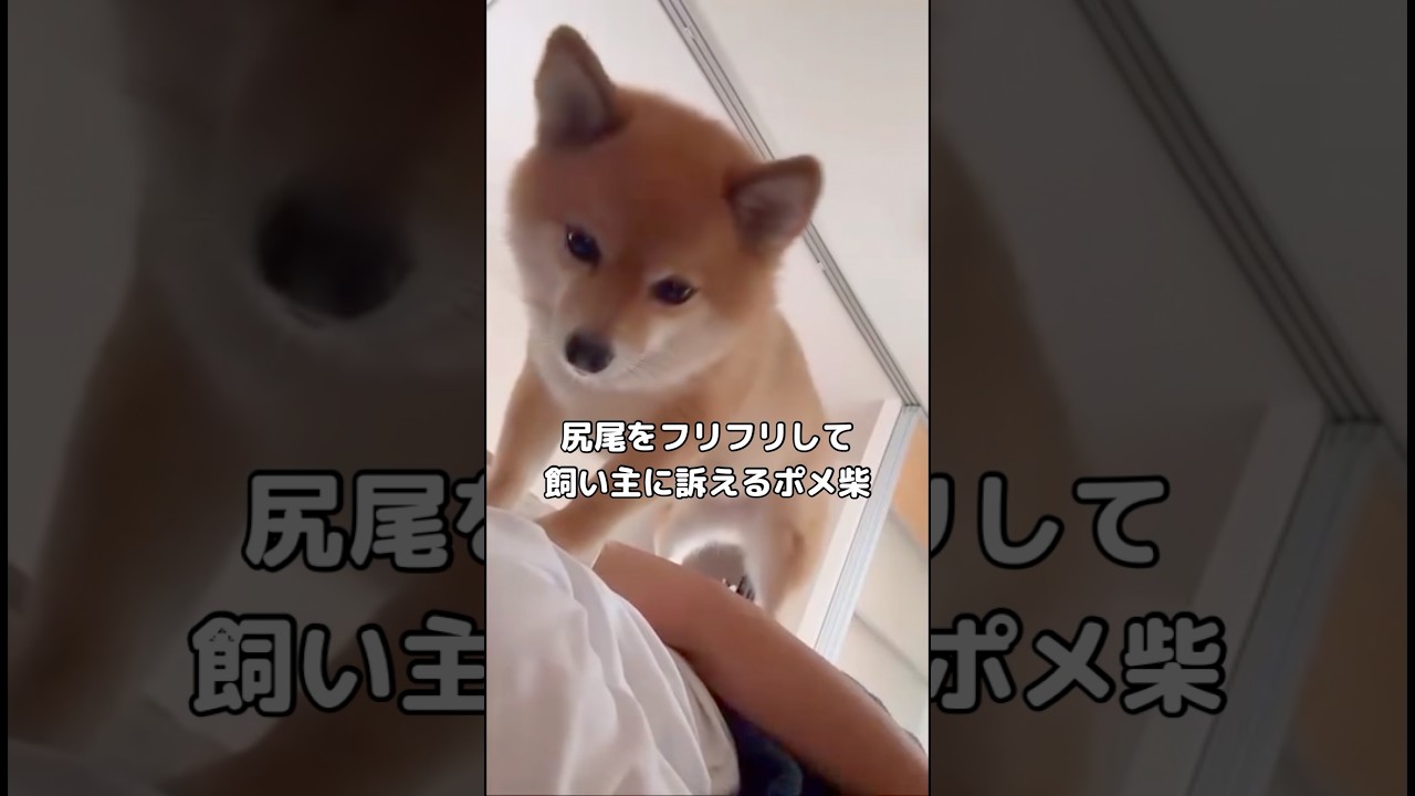 分かりやすいポメ柴ってなんでこんなにも愛おしいのだろうか #柴犬 #ポメ柴 #shorts