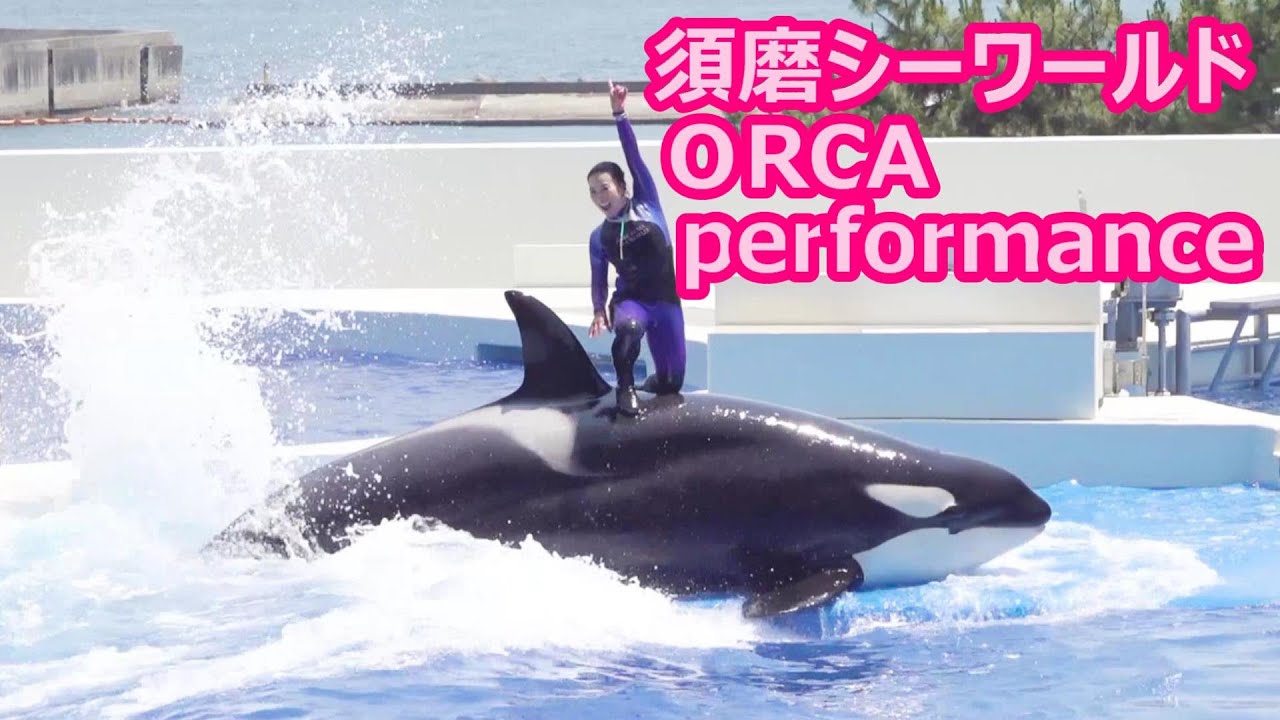 須磨シーワールド　オルカ オルカスタディアム｜シャチパフォーマンス