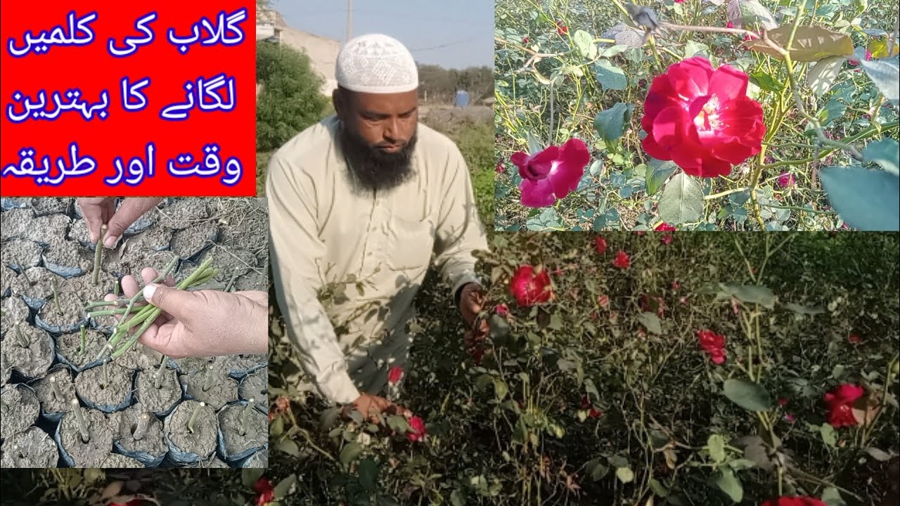 گھر میں گلاب کی قلمیں لگانے کا صحیح وقت اور طریقہ/The right time and way to plant rose pens at home