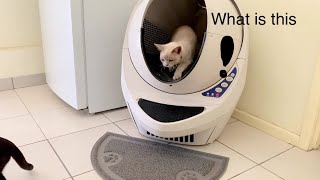 Cats react to their new Litter box! by Nataly & Cats 145 views 3 years ago 2 minutes, 59 seconds