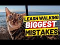 If youre walking your cat dont make these 10 mistakes