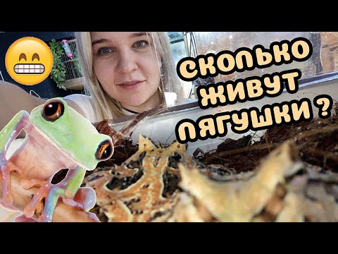Продолжительность жизни амфибий. Сколько проживет ваш питомец-лягушка?