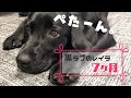 【黒ラブのレイラ】７ヶ月になりました！趣味はティッシュ箱破壊とゴミ箱漁りですw 7 month old LabradorRetriever