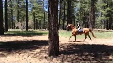 Mimi and chancy starting XC at Coconino.