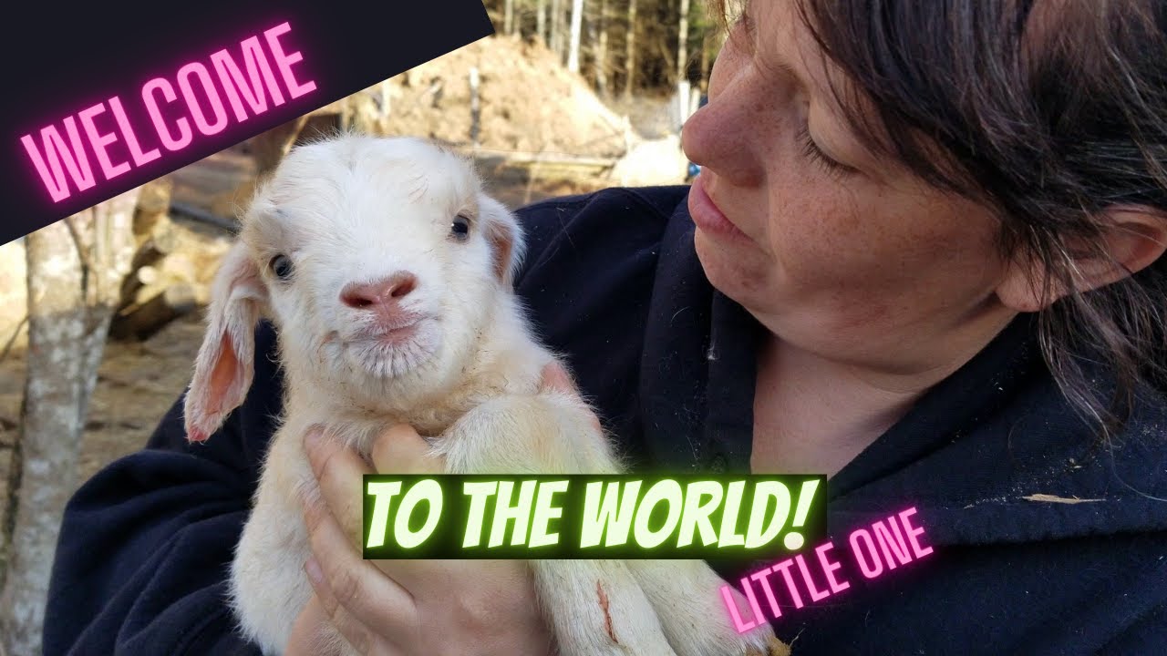 Pastach has a baby goat!