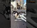散歩拒否のハスキーを撮ってみた