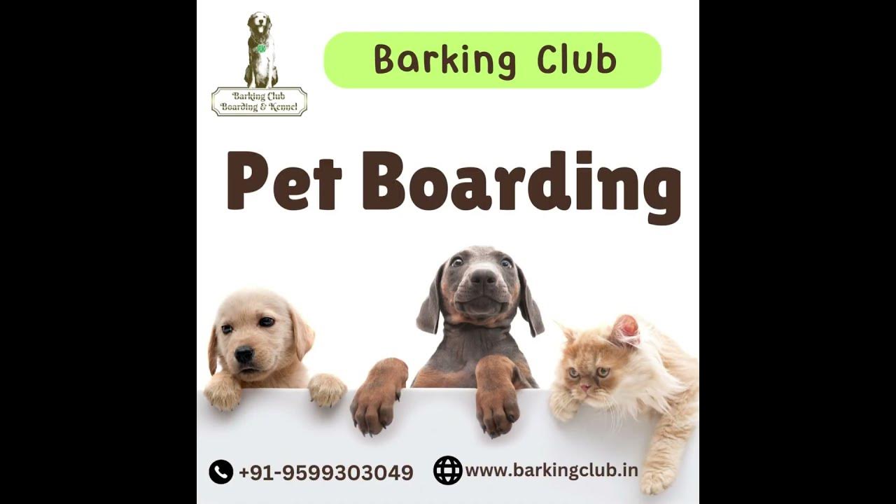 pet boarding service in greater noida petboarding daycare petcare 