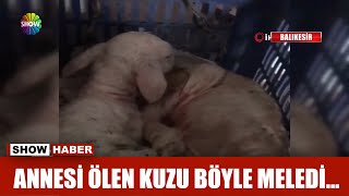 Annesi ölen kuzu böyle meledi...