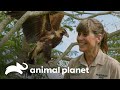 Ave de rapina é reabilitada e liberada | A Família Irwin| Animal Planet Brasil