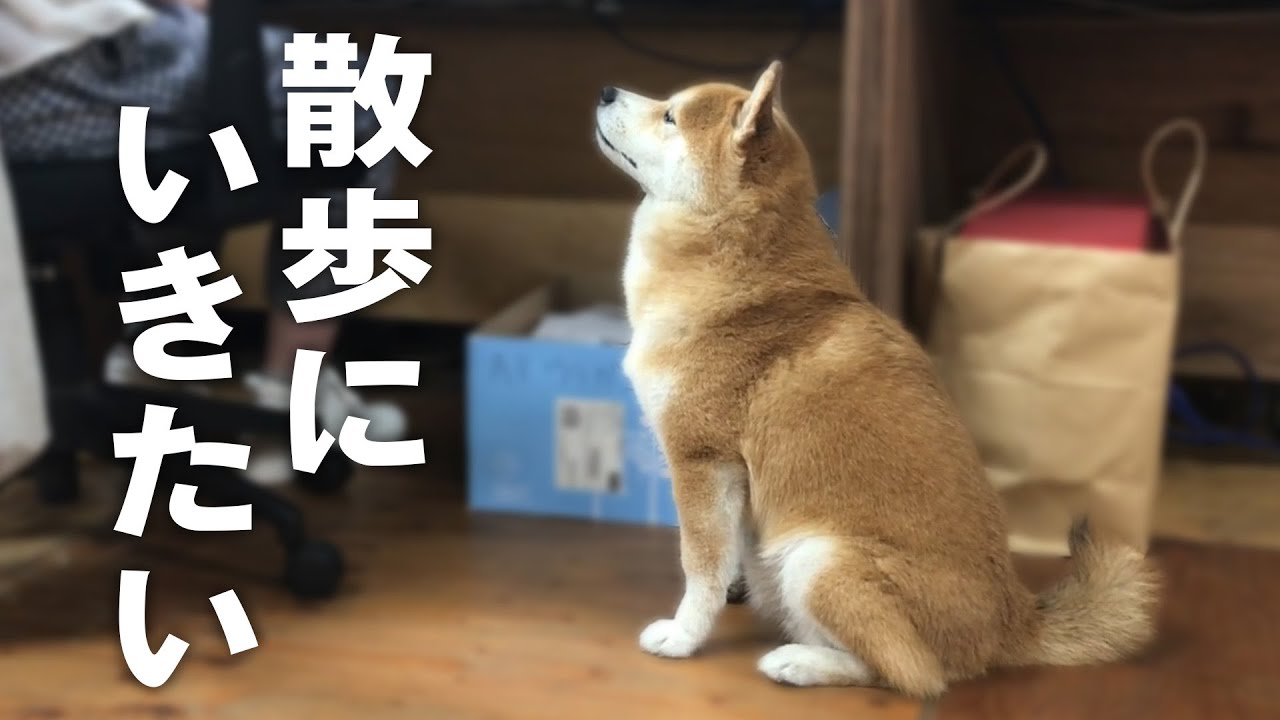 はち会長のお散歩アピール 犬動画 Youtube