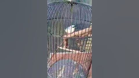 anakan burung rambatan paruh merah gacor #shots #masteran #rambatanparuhmerah #rambatan #muraibatu