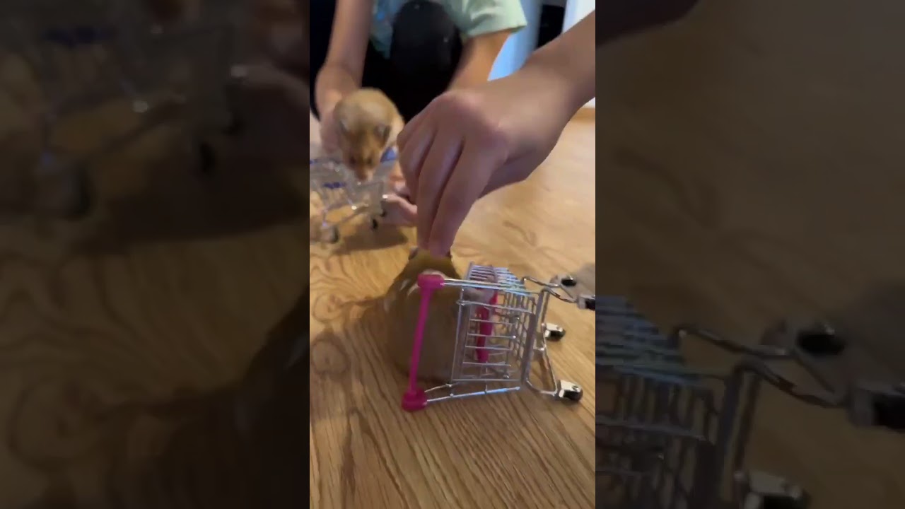 hamsters stole food carts😦
