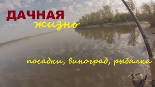 Дачная жизнь. Посадки, виноград, рыбалка на окуня.