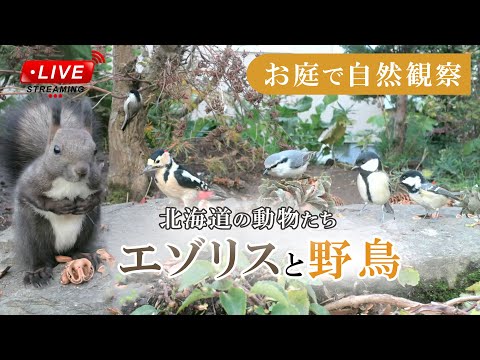 【エゾリスと野鳥の餌場(餌台)】 2024/07/01 シジュウカラ カワラヒワ スズメ アカゲラ Squirrel Bird Live Camera