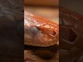 The Incredible Way Snakes Change Their Skin 🐍 | Snake Shedding Explained