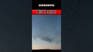 The Mesmerizing Beauty of Bird Ballet #widlifewonders