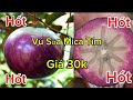 Giống Cây Vú Sữa Mica Giá Rẻ, Phải Thật Cẩn Thận Khi Mua Hàng Trên Mạng