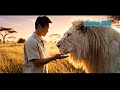 Gentle Giants: A Heart-Touching Moment With a White Lion. @Creator_BDJ #animals #aiwildlife