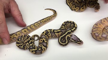 2018 Ball Pythons #13  Hopefully, you still like to see Clowns and Pieds!