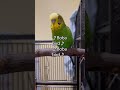 Parakeet speaking ❤️ #parrot #birds