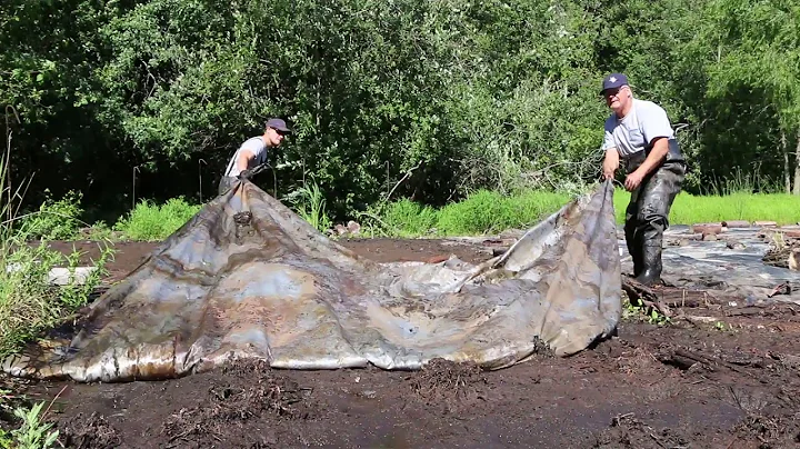 Phragmites Control at Westminster Ponds